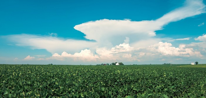 Sustainable Field
