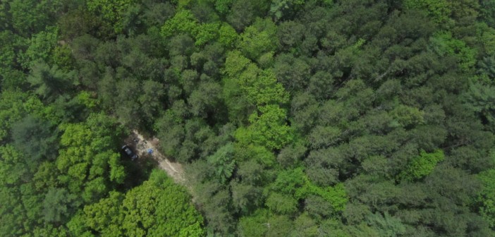 Drone Startup aims to plant One Billion Trees a Year - Mistbreaker News