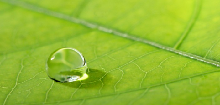 Bionic Leaf Converts Solar Energy into Liquid Fuel - Mistbreaker News