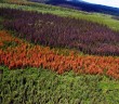 Data Analysis set to Save Forests from Insect Outbreaks -- Mistbreaker News